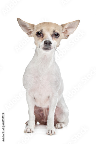 short haired chihuahua puppy