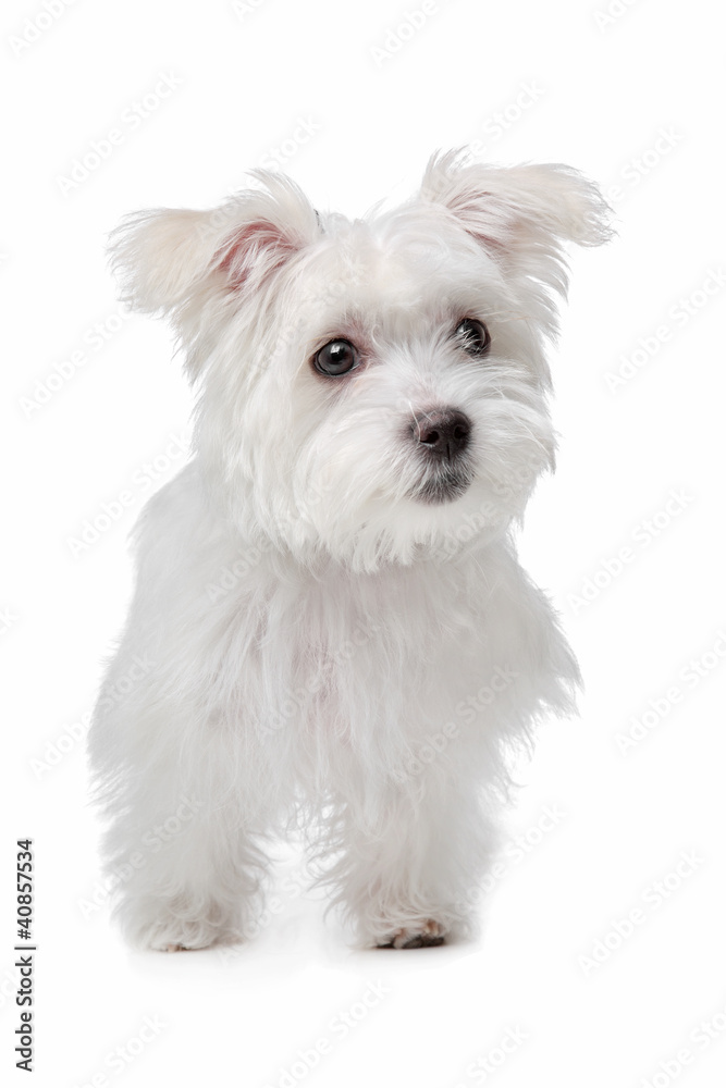 mix Maltese dog mix Maltese dog