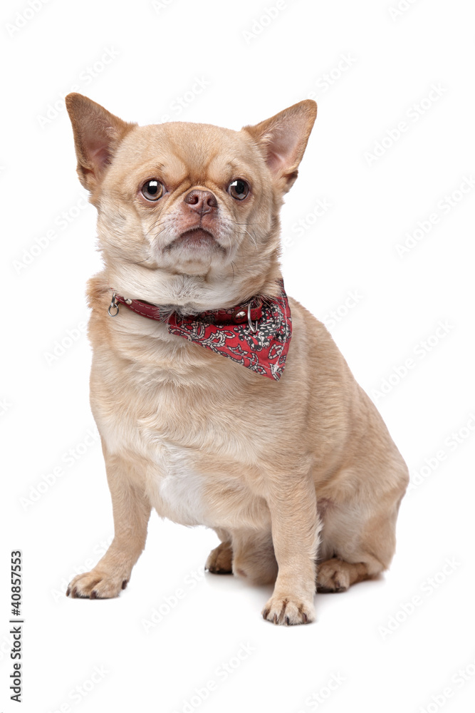 short haired fat chihuahua short haired fat chihuahua