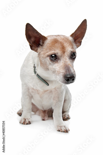 Jack Russel Terrier © Erik Lam