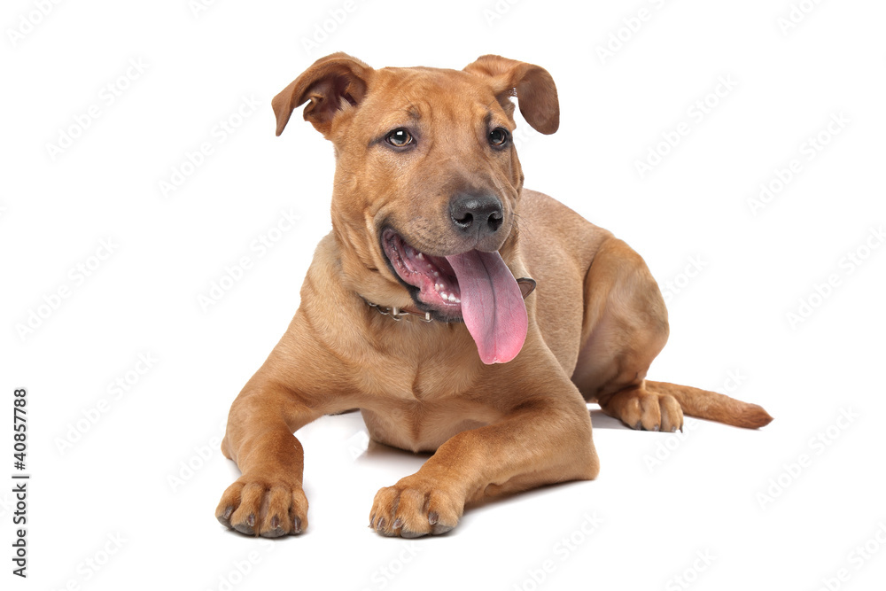 Obraz premium mixed breed dog