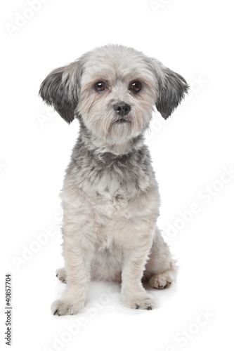 Fototapeta Naklejka Na Ścianę i Meble -  Little boomer dog