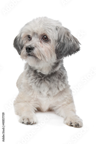 Fototapeta Naklejka Na Ścianę i Meble -  Little boomer dog