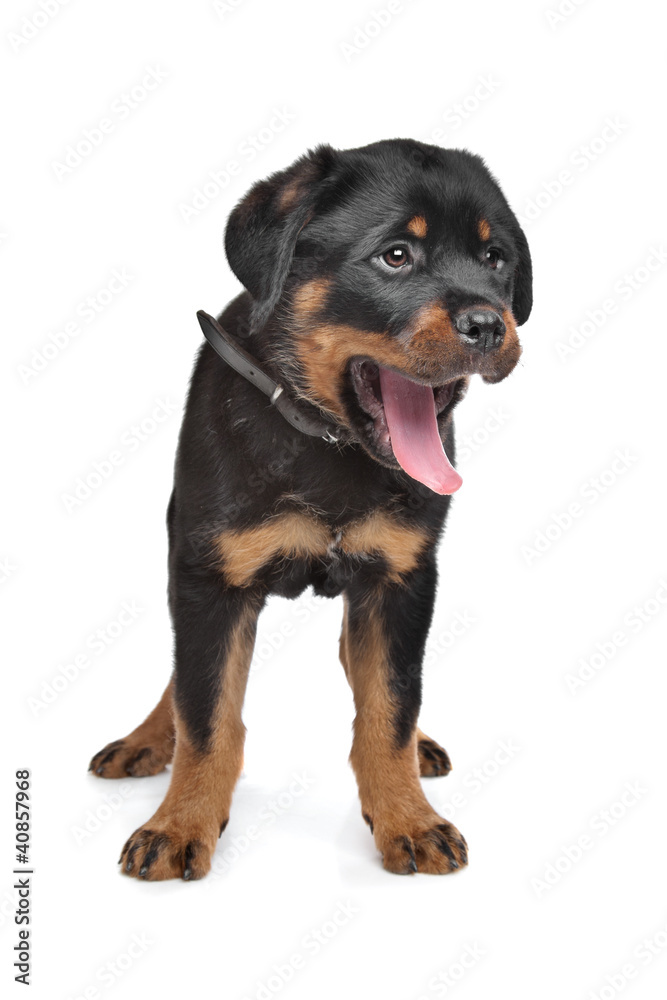 rottweiler puppy