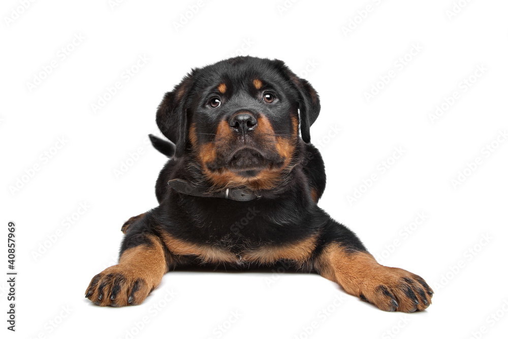 Fototapeta premium rottweiler puppy