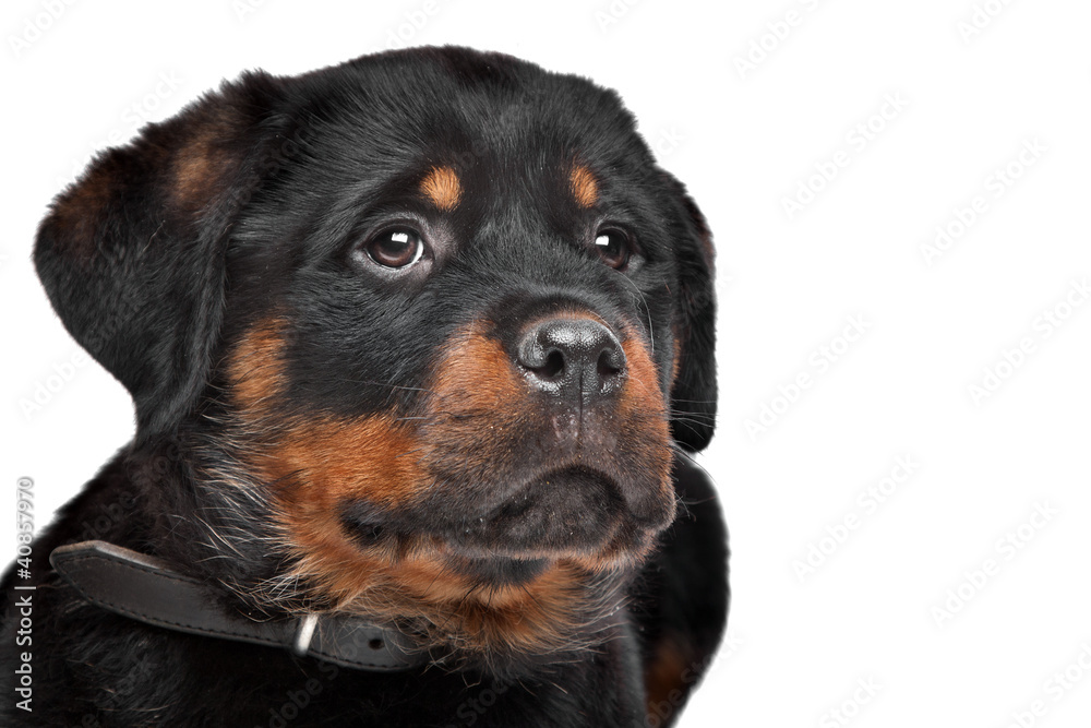 rottweiler puppy