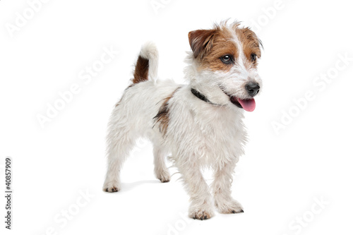 Canvas-taulu Jack Russel Terrier