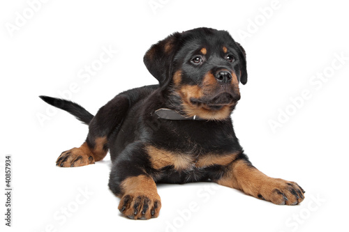 rottweiler puppy