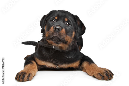 rottweiler puppy