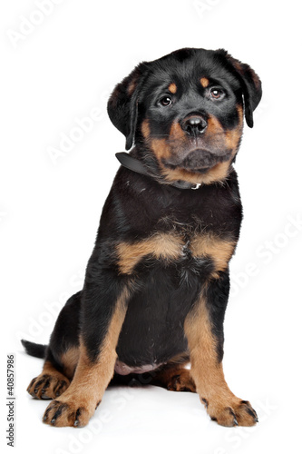 rottweiler puppy © Erik Lam