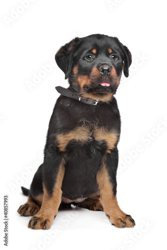 rottweiler puppy