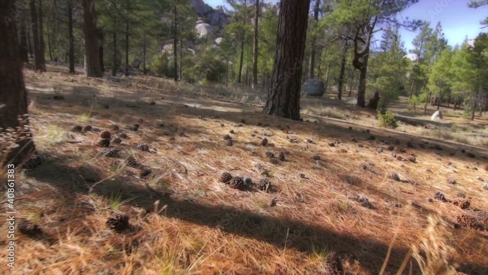 Cones in the forest steadicam Cones in the forest steadicam