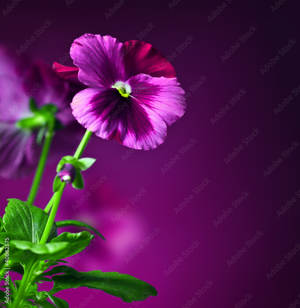 Fototapeta premium Pansy flowers border