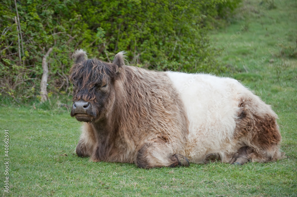Fototapeta premium Highland cattle cow breed