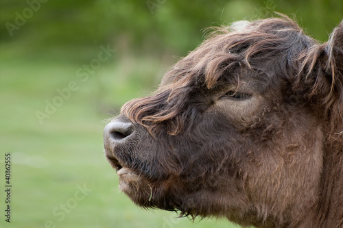 Highland cattle cow breed