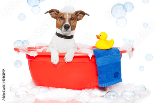 Fotografie Dog taking a bath in a colorful bathtub with a plastic duck