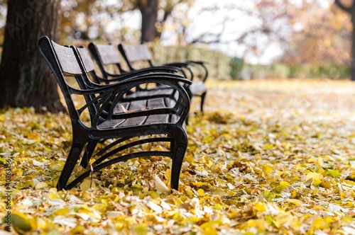 Autumnal park with bench