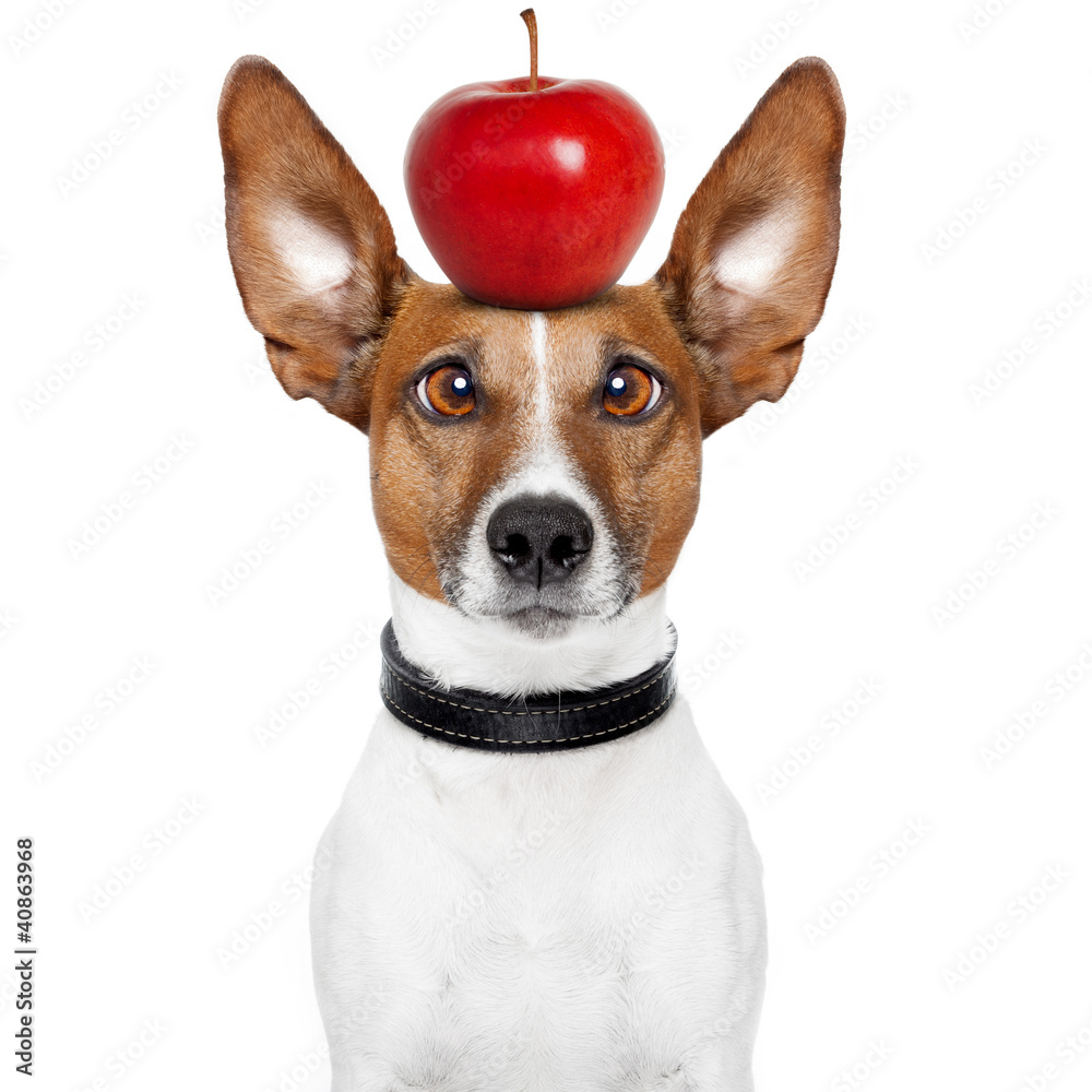 crazy dog with big lazy eyes and an apple on top