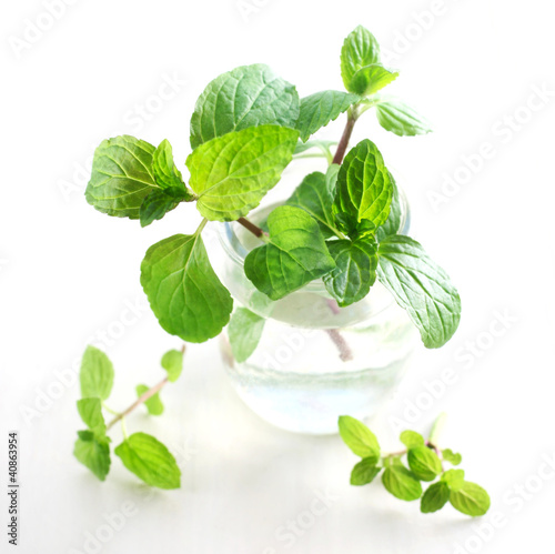 Herb Series - Mint
