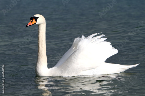 Fototapeta Naklejka Na Ścianę i Meble -  White swan in the water.