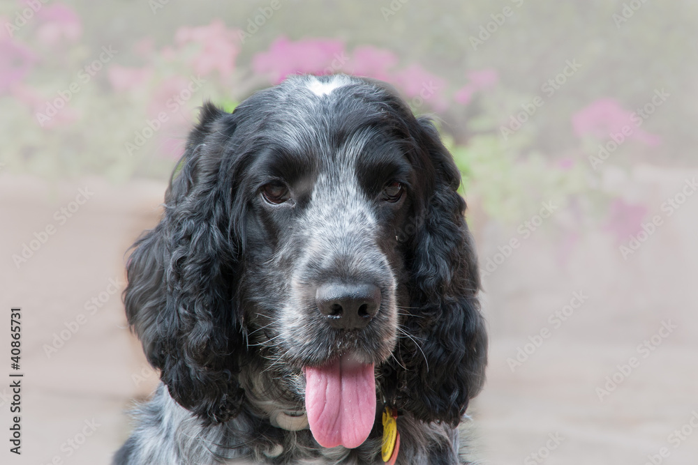 cocker cocker