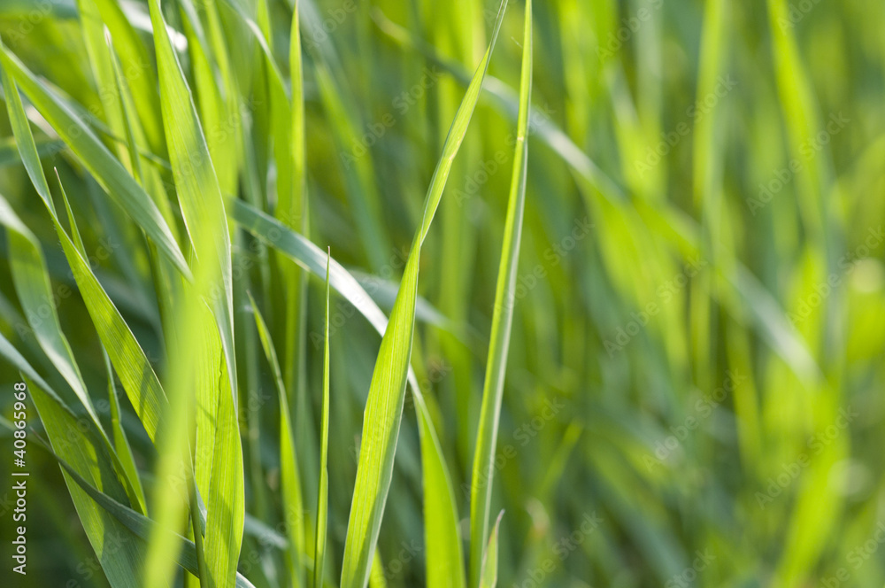 Green grass Green grass