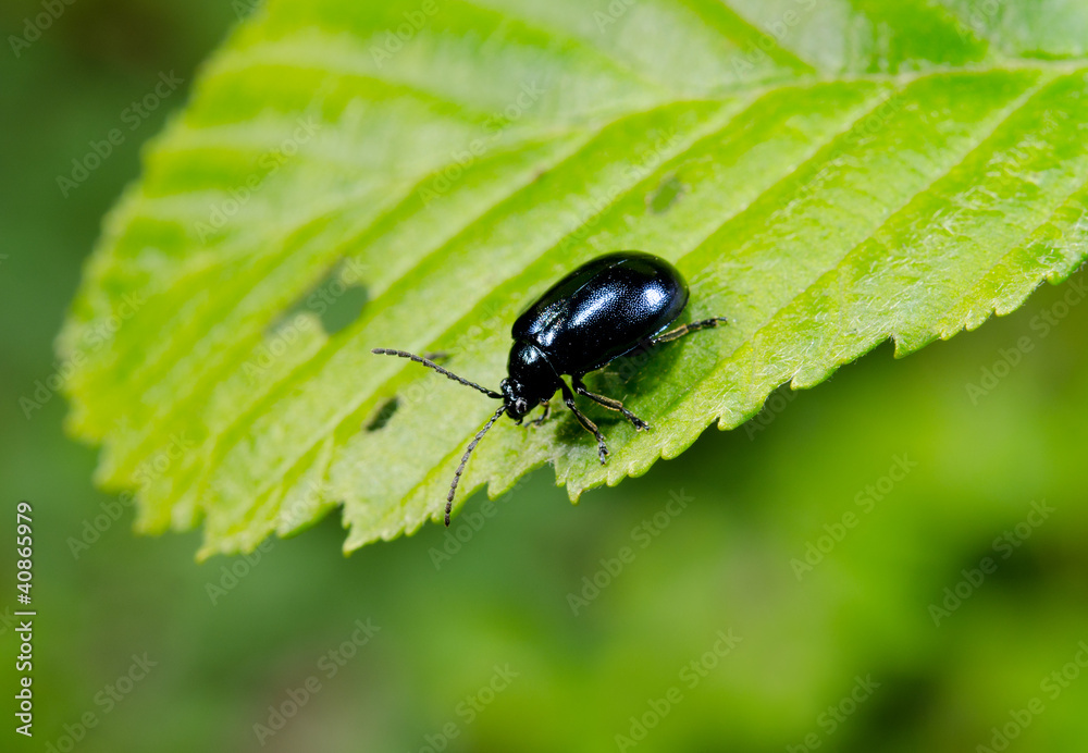 kleiner schwarzer Käfer auf Frühlingsblatt kleiner schwarzer Käfer auf Frühlingsblatt
