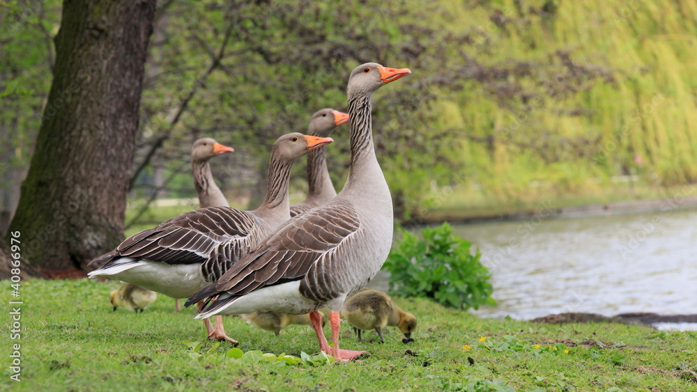 Obraz premium Wildgans-6083b1