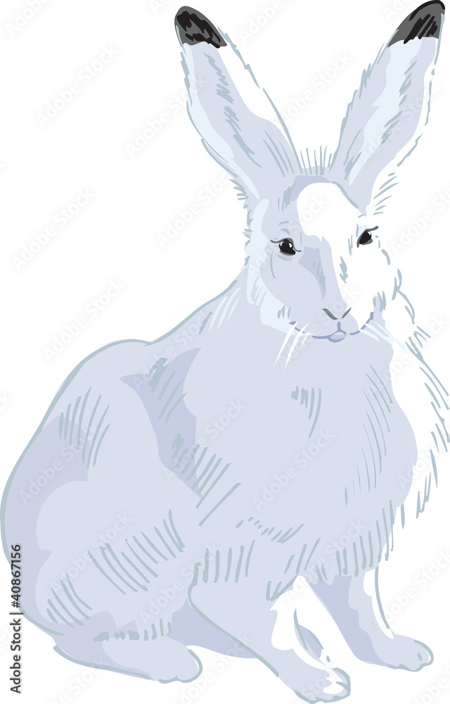 Obraz premium Rabbit Drawn2