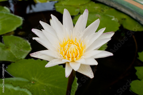 White lotus