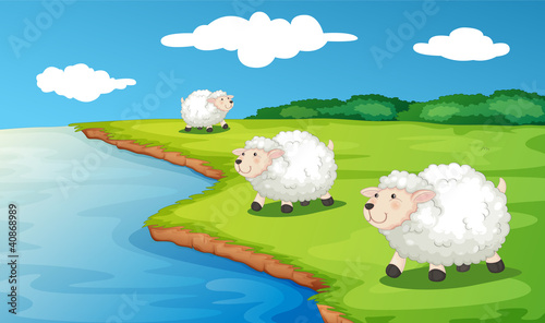 Sheep