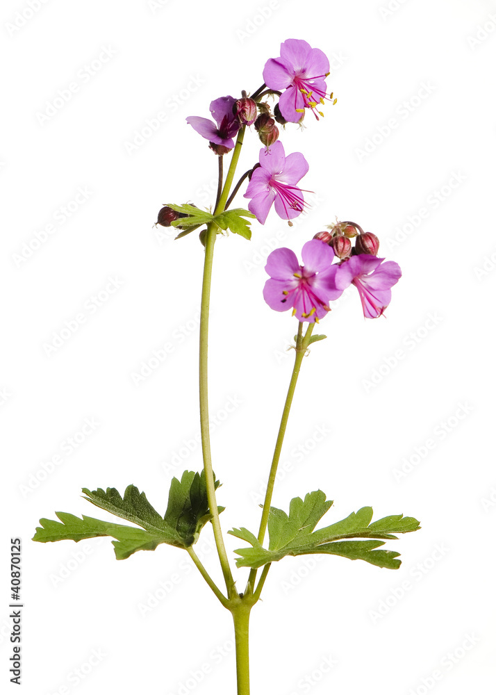 Geranium Pink on White Background Geranium Pink on White Background