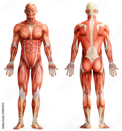 Obraz na plátně anatomy, muscles