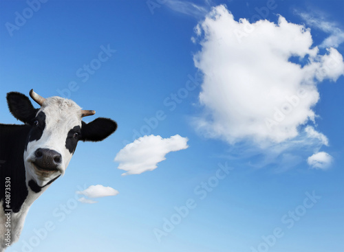 Cow photo