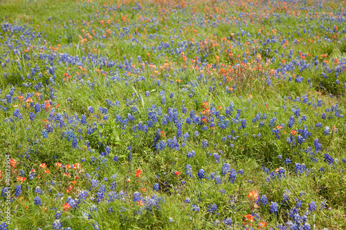Bluebonnets and Indian Painbrushes