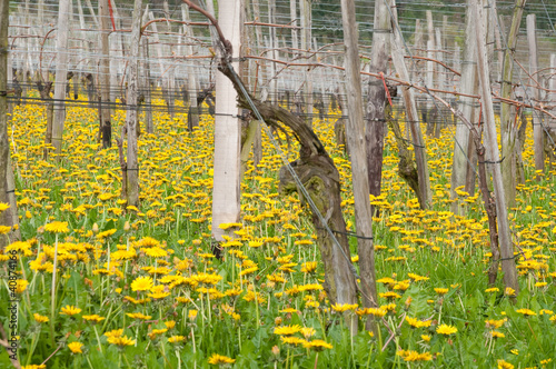 Weinreben im April 9