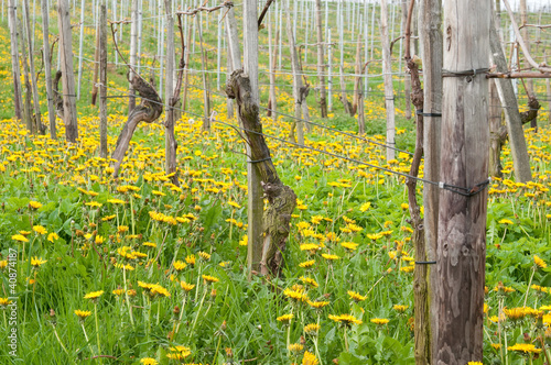 Weinreben im April 8