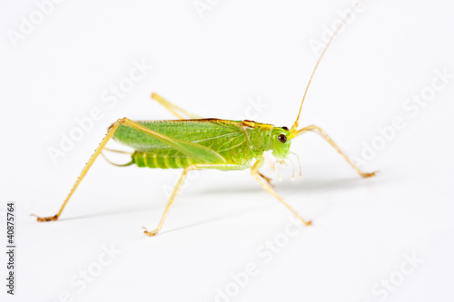grasshopper from side on white background © denisovd