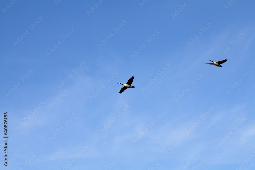Two Canadian Geese in Flight Blue Sky