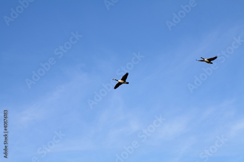 Two Canadian Geese in Flight Blue Sky