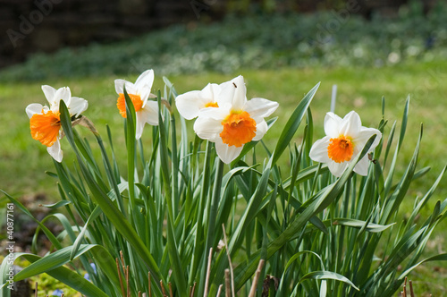 Clump of daffodils