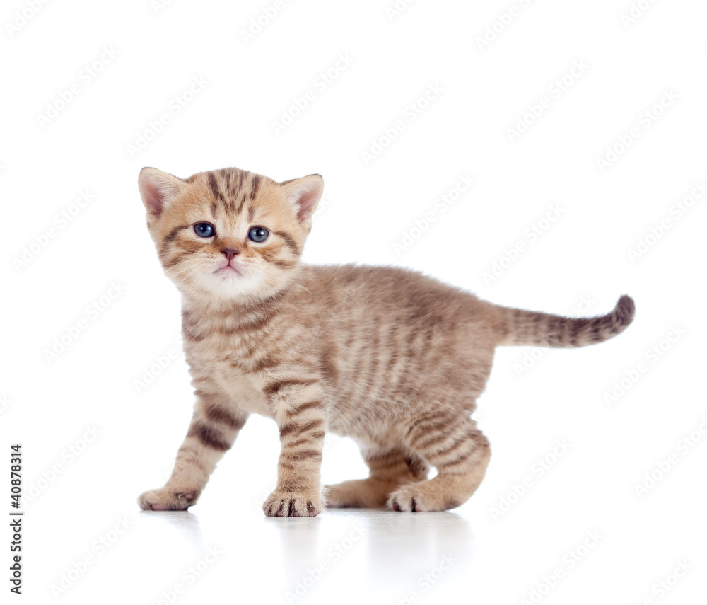 baby Scottish british kitten isolated on white background