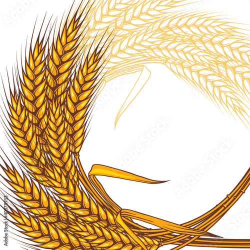 Background with ripe yellow wheat ears, vector illustration.