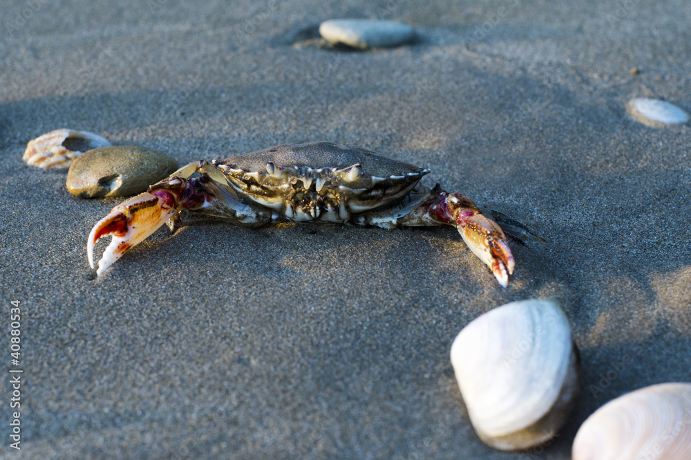 Wildlife and Animals - Crab