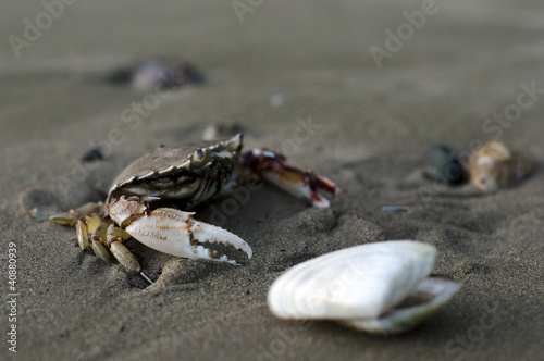 Wildlife and Animals - Crab