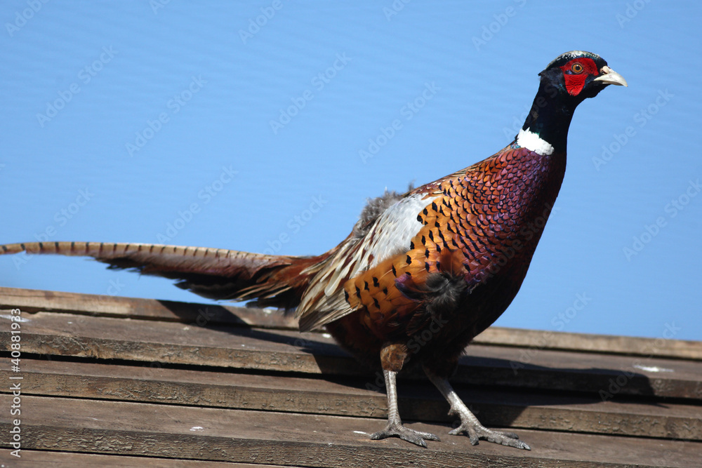 bright Pleasant pheasant