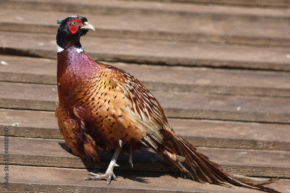 bright Pleasant pheasant