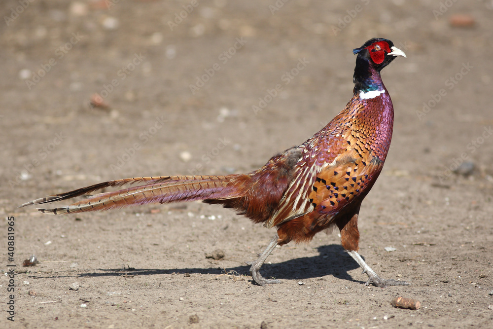 bright Pleasant pheasant