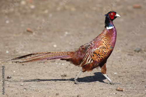 Obraz na płótnie bright Pleasant pheasant w salonie