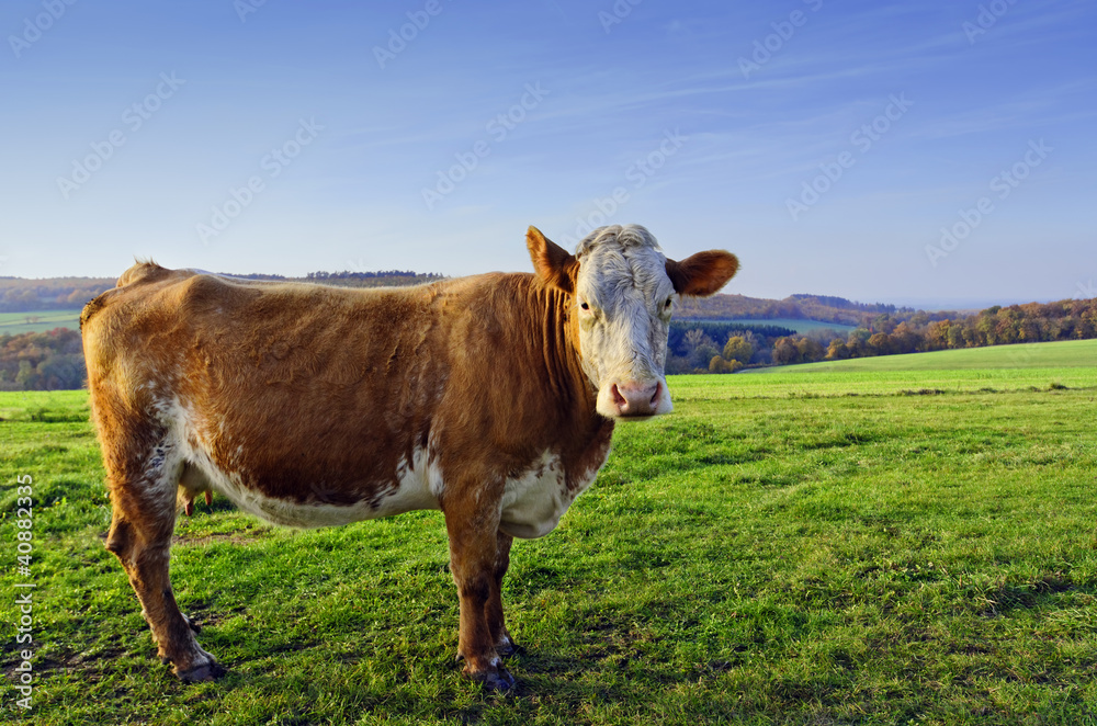 Dans le pré